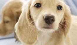 一个狗狗最新爆料图片视频,萌态百出，萌翻网友心